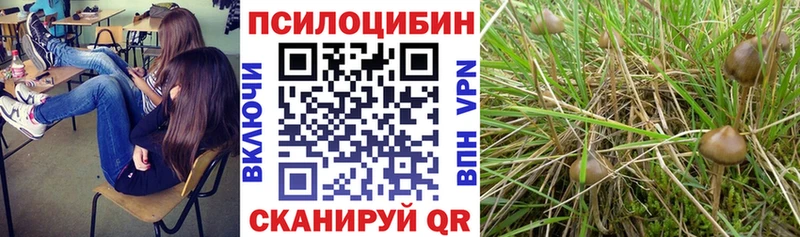 Псилоцибиновые грибы Psilocybine cubensis Чусовой